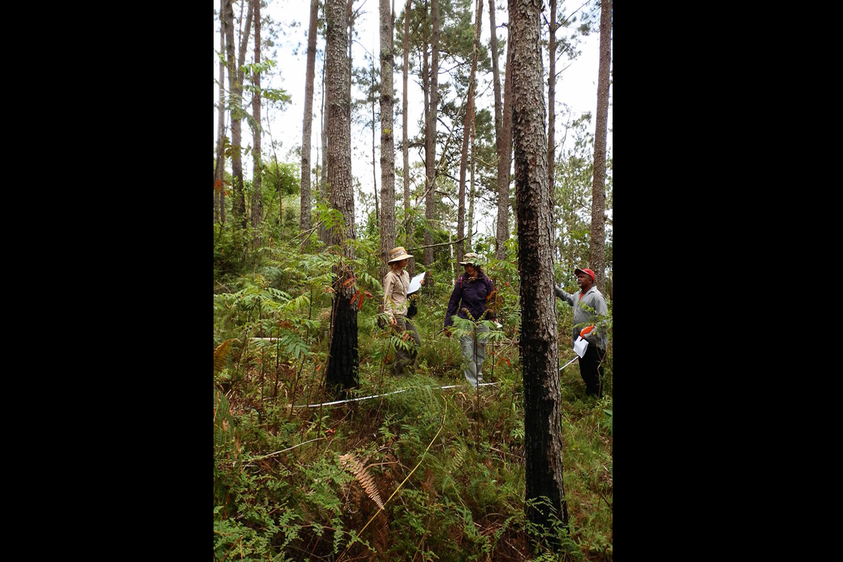 Los pinares tropicales de Bahoruco
Cuando una persona llega a la zona tropical del hemisferio norte, queda sorprendido por la presencia de estos bosques por encima, en altura, de las selvas h&uacute;medas y de las selvas nubladas. La sierra de Bahoruco en Rep&uacute;blica Dominicana tiene una gran superficie de pinar en sus cumbres. Pero no es un pinar como los que conocemos en Europa. Posee una alta riqueza de especies vegetales, y le acompa&ntilde;an bromelias epif&iacute;ticas sobre sus ramas, o helechos tropicales en su estrato arbustivo. Lo m&aacute;s parecido a estos bosques los encontramos en los pinares de las islas Canarias. Estos pinares son de dif&iacute;cil acceso con pistas de tierra, algunas cortadas por deslizamientos o riadas. Estos bosques de pinos son uno de los elementos m&aacute;s caracter&iacute;sticos de la alta monta&ntilde;a dominicana. Estos bosques ssufren a menudo incendios, algunos naturales, otras veces provocados para ganar especio a la agricultura. Por eso, en la foto se puede observar la marca de los troncos quemados.